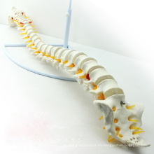 SPINE01 (12372) Medical Science Nature Modelo clásico de columna vertebral flexible sin pelvis, modelos de columna vertebral / vértebras&gt; Espina dorsal de tamaño real